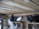 Picture 031