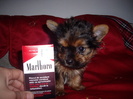 Yorky Mely
