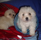 Bichon Havanese