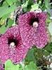 seminte-aristolochia gigantea