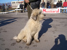 Etapa IV COMISANI 2008 29