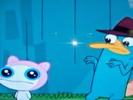 perry meap