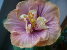 P1110420