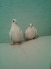 ALBII