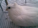 Albul nr 1