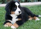 bernese-mountain-puppy