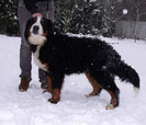 bernese-photo