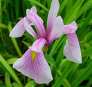 Iris ensata Rose Queen