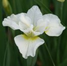 Iris Harpswell Happiness