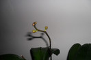 Phala flori 001