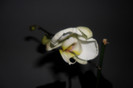 Phala flori 002