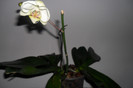 Phala flori 003