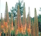 Eremurus Cleopatra, 140-150 cm