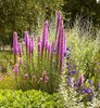 Liatris spicata roz