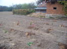 afini_sfarsit octombrie 2010 (1)