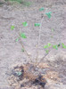 josta_0ctombrie 2010