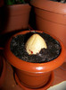 avocado 04.12.2010