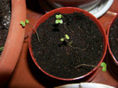 mustar 04.12.2010 (3)