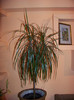 dracaena (1)