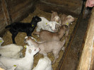 an-ziege- feb-2012
