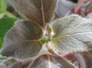 Kohleria Grace