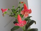 Kohleria Empress
