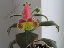 Kohleria Siriu