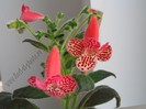 Kohleria Empress