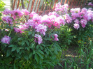 DSCN1768