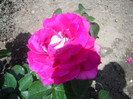 DSCN1771