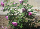 DSCN1776