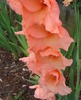 0037 Gladiole