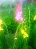 0039 Gladiole