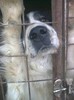 HECTOR IN CUSCA