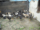 DSCN1650