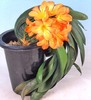 clivia cu frunze curbate
