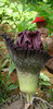 Amorphophallus paeoniifolius