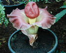 Amorphophallus_paeoniifolius