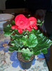 Begonia