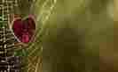 images (25)