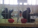 expo rasnov 2012