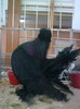 expo rasnov 2012