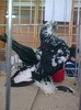 expo rasnov 2012