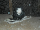 pui 2012