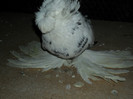SAM_4323