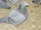 P1100413