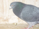 m-2004