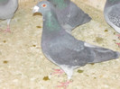 m-2011 cattryse