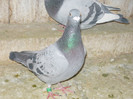 P1100441