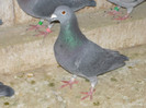 P1100455